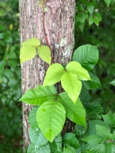 Poison Ivy at Harpeth River State Park in Bellevue