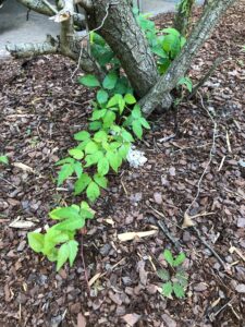 Poison Ivy at the Nashville Zoo