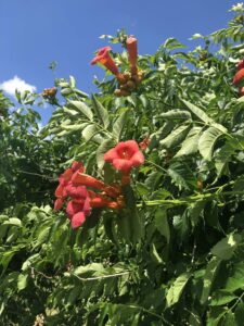 Trumpet Vine in West Nashville