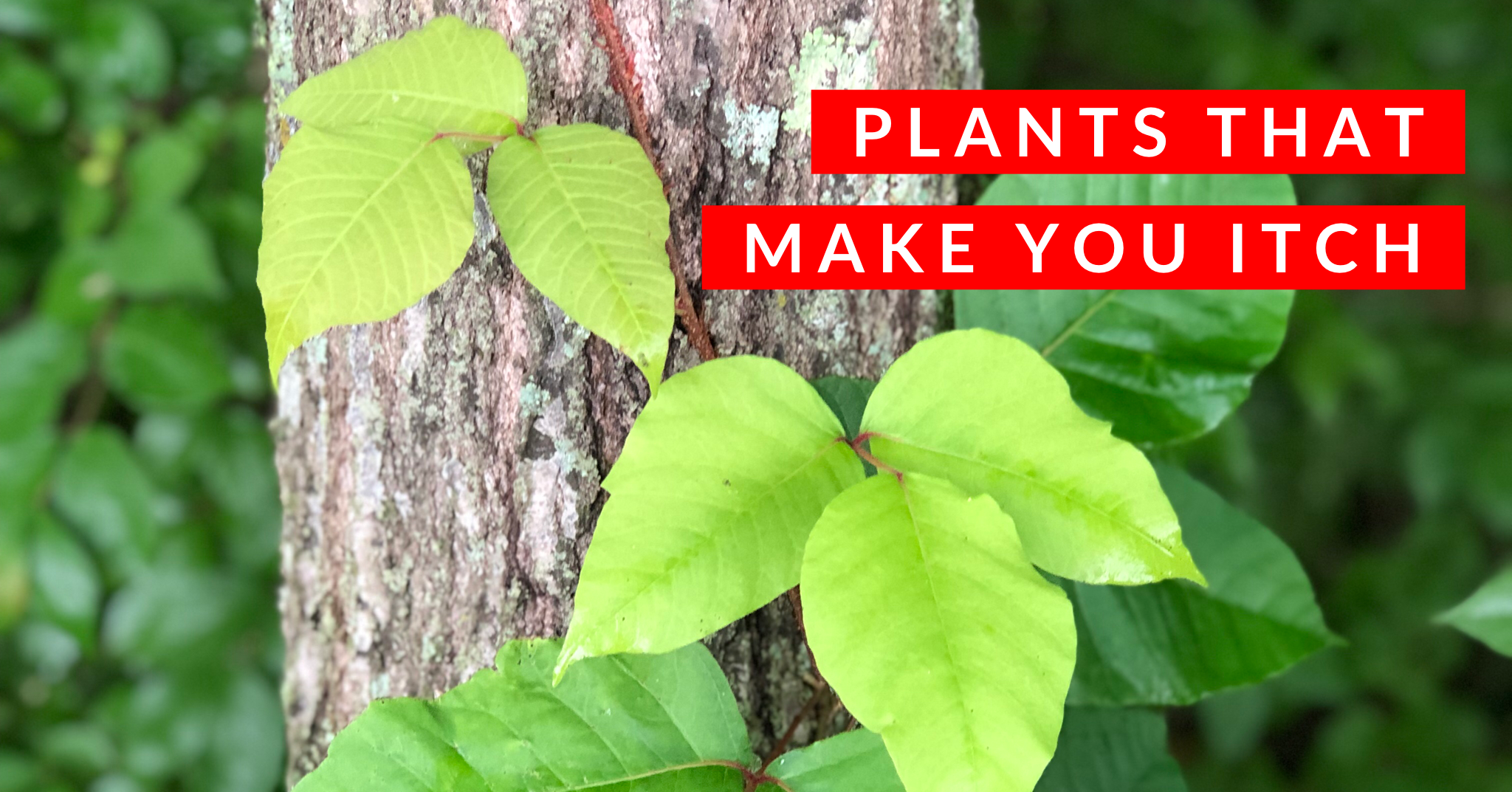 How to identify poison ivy in your backyard or in the woods, Local News